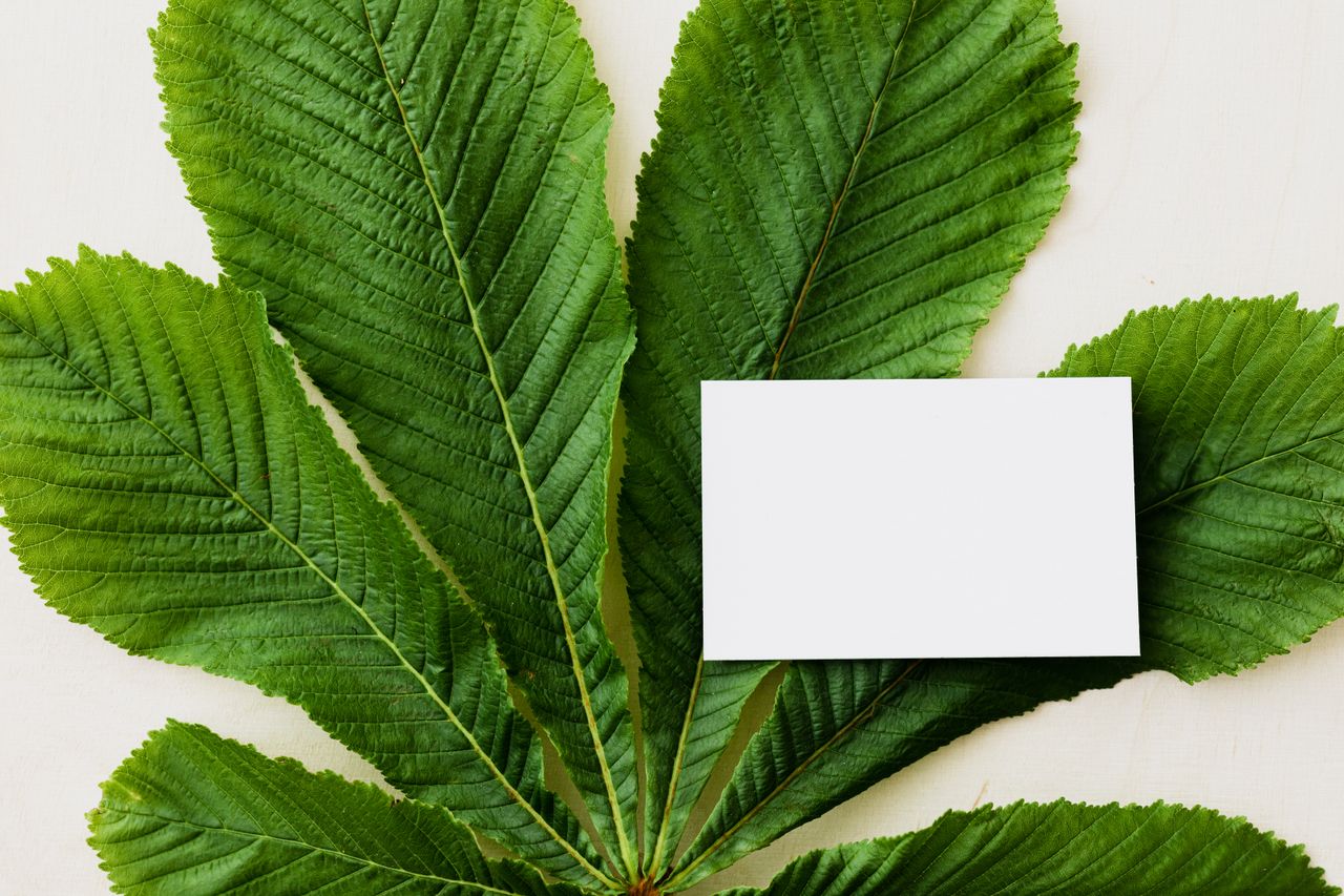 Top view of white mockup visiting card on large green leaf of garden tree placed on light background